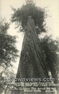 Founders' Tree, Real Photo - Redwood Highway, California CA  