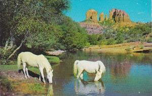 Arizona Oak Creek Canyon White Horses At Baldwins Crossing