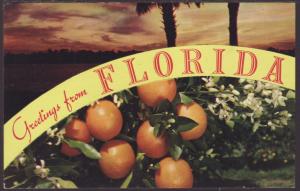 Greetings From Florida,Oranges Postcard