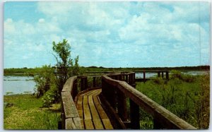 M-77163 Birth Watching is a Popular Sport at Myakka State Park Sarasota Florida