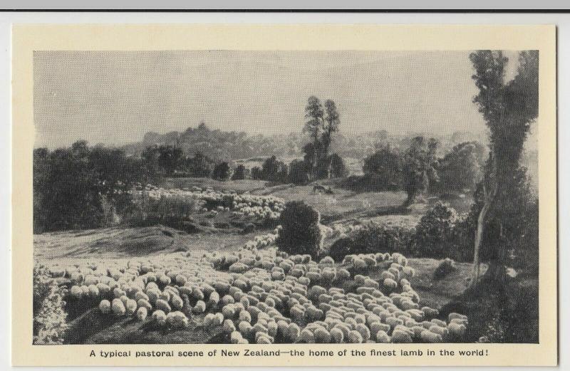 New Zealand; Typical Pastoral Scene, Finest Lamb In The World PPC Unused, c 1920 