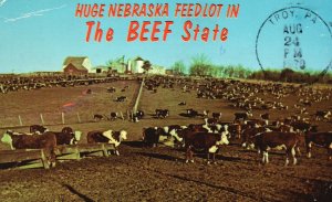 Nebraska, 1970 Huge Feedlots The Beef State More Than A Thousand Cattle Postcard