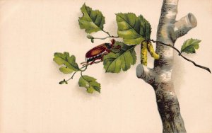 Spring Greetings Leaf Maybug Insect Tree Birch vintage postcard C316