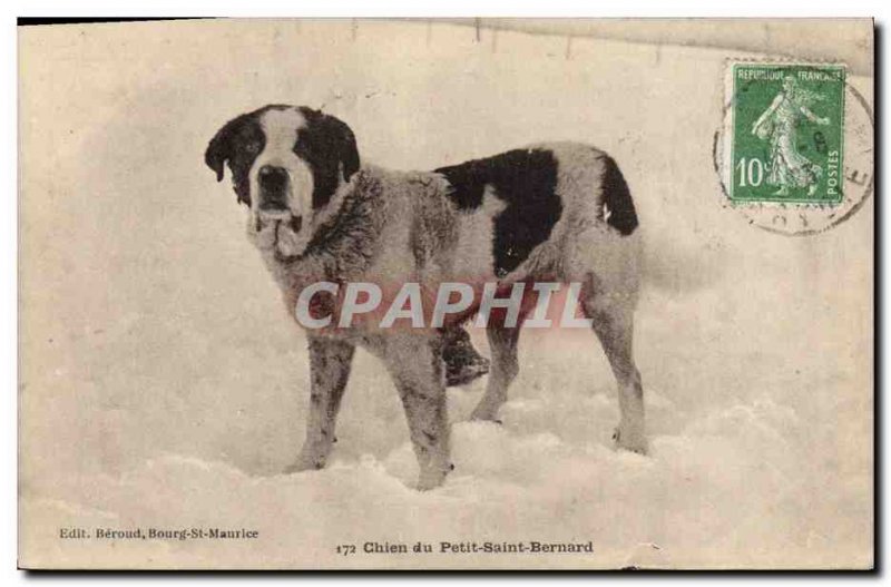 Old Postcard Dogs Dog Petit St Bernard