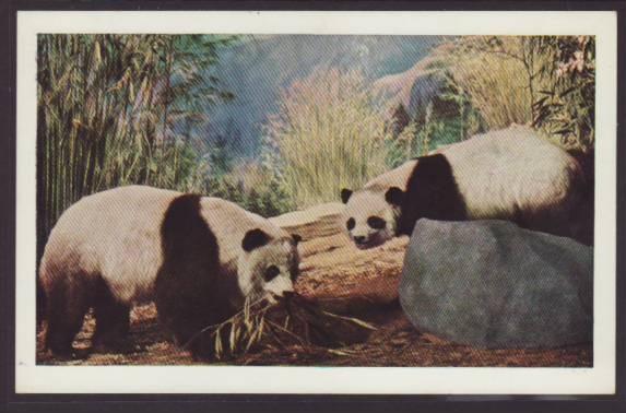 Giant Panda Postcard 