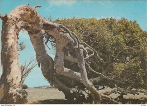 GERALDTON , Western Australia , 60-80s ; Windswept Tree