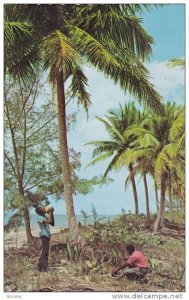 The Bahama Islands, Tropical refreshments in the coconut grove, Bahamas,40-60s