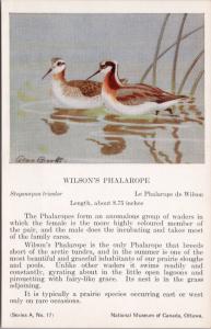 Wilson's Phalarope Bird National Museum of Canada Allan Brooks Postcard D49