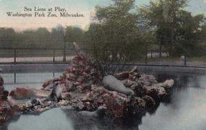 Wisconsin Milwaukee Sea Lions At Play Washington Park Zoo 1913