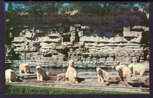 Polar Bears,Zoo,Detroit,MI