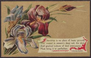 Friendship,Irises Postcard