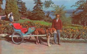 QUEBEC, Canada   MAN With A DOG CARRIAGE    c1950's Chrome Postcard