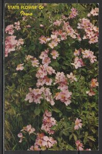 Iowa - Wild Rose - State Flower - [IA-053]