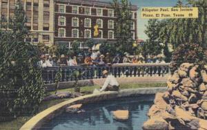 Texas El Paso Alligator Pool San Jacinto Plaza