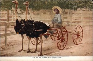Hot Springs Arkansas AR Ostriches Ostrich Cart c1910 Vintage Postcard