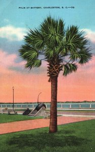 Vintage Postcard Palm at Battery Luxuriant Palmettos Charleston South Carolina