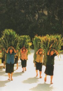 Vietnamese Children Gathering Food Plants Vietnam Postcard