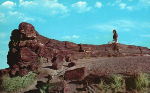 Vintage Postcard Petrified Forest National Monument Painted Desert Arizona AZ