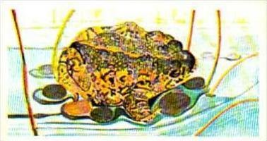 Brooke Bond Tea Trade Card Vanishing Wildlife No 4 Natterjack Toad