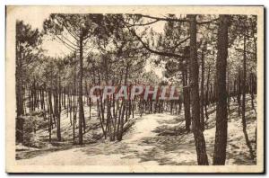 Old Postcard Saint Jean de Monts La Foret de Pins sinuous course over bumps a...