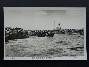 Northumberland Farne Island GREY ATLANTIC SEALS & LIGHTHOUSE c1930s RP Postcard