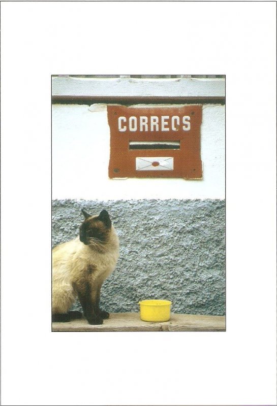 Cat and the MailboxModern Spanish photo postcard 1980s