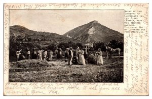 ANTQ Distilling Oil of Lavender for Fine Perfumes, Castellane, France Postcard