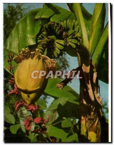 Old Postcard Insel Mainau im Bodensee Fruchttragende Bananenstaude Musa im Ga...