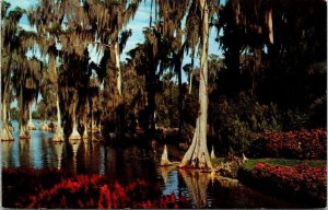 Cypress Trees Lake Eloise FL Flroida Garden Postcard VTG UNP Koppel Vintage 