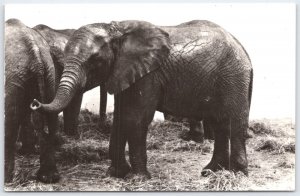 Vintage REAL PHOTO Postcard African Elephants Flamingo Park Soest Holland