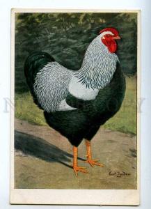 214885 Dark Wyandotte Rooster breed by Kurt ZANDER Vintage PC