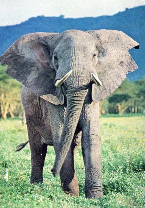 VINTAGE CONTINENTAL SIZE POSTCARD ELEPHANT BULL TANZANIA