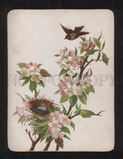 068210 BIRD on Apple Tree Style KLEIN old Card