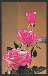 New Jersey - Garden State Rich Pink Rose - [NJ-133]