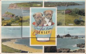 Greetings From Jersey Mailing Novelty Dogs Bucket Old Postcard