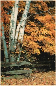 Pittsfield Massachusetts, Gray Birches Betula Populifolia Native Tree, Postcard