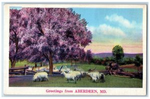 c1930 Greetings From Aberdeen Sheep Flock Farm Field Maryland Vintage Postcard