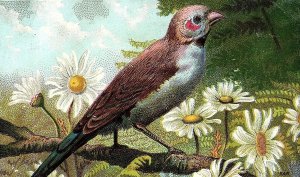 1880's FAB Bright Bird Mocha, Java, Rio Coffee Victorian Trade Card P135