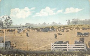 DURHAM STOCK RANCH Land Colony, Chico, CA Cows Cattle 1926 Vintage Postcard 