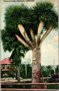 Yuccas at Santa Barbara, CA c1913 Vintage Postcard D37