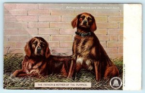 DOGS Irish Setters? Advertising BELL-CAP-SIC PLASTERS Patent Medicine  Postcard