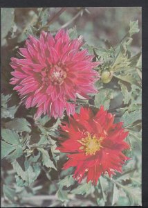 Cuban Flowers Postcard - Close Up View of Beautiful Flowers RR1683