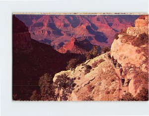 Postcard By Mule Train Into The Grand Canyon, Arizona