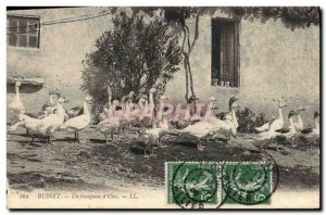 Old Postcard Busset A herd & # 39oies