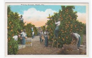 Picking Oranges Grove Orchard Florida 1920c postcard