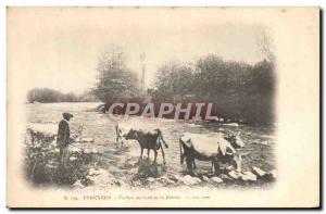 Old Postcard Folklore Pyrenees Cows along the river