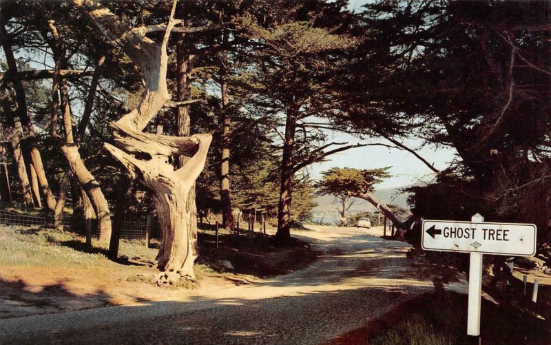 2~Postcards CA California 17 MILE DRIVE CYPRESS TREE~GHOST TREE SIGN Monterey Co