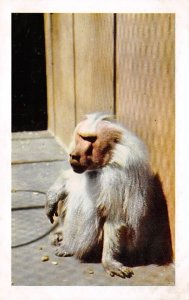 Hamadryas Baboon, San Diego Zoo San Diego, California, USA Monkey Unused tab ...