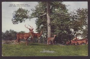 Red Deer Herd,New York Zoo Postcard 