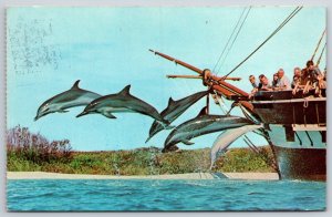 Hawaii~Porpoises Jumping & Whaling Ship Essex @ Sea Life Park~Vintage Postcard
